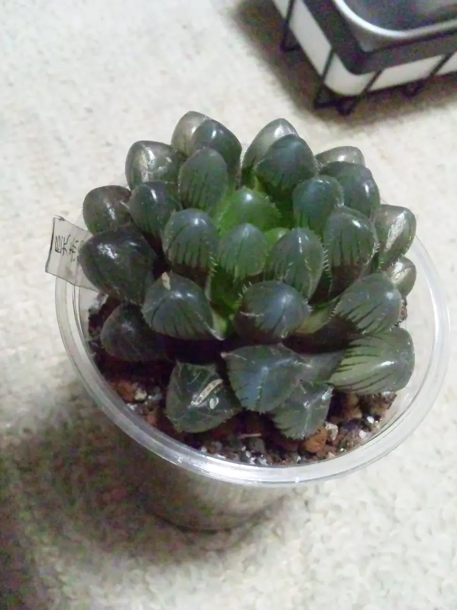 赤線 