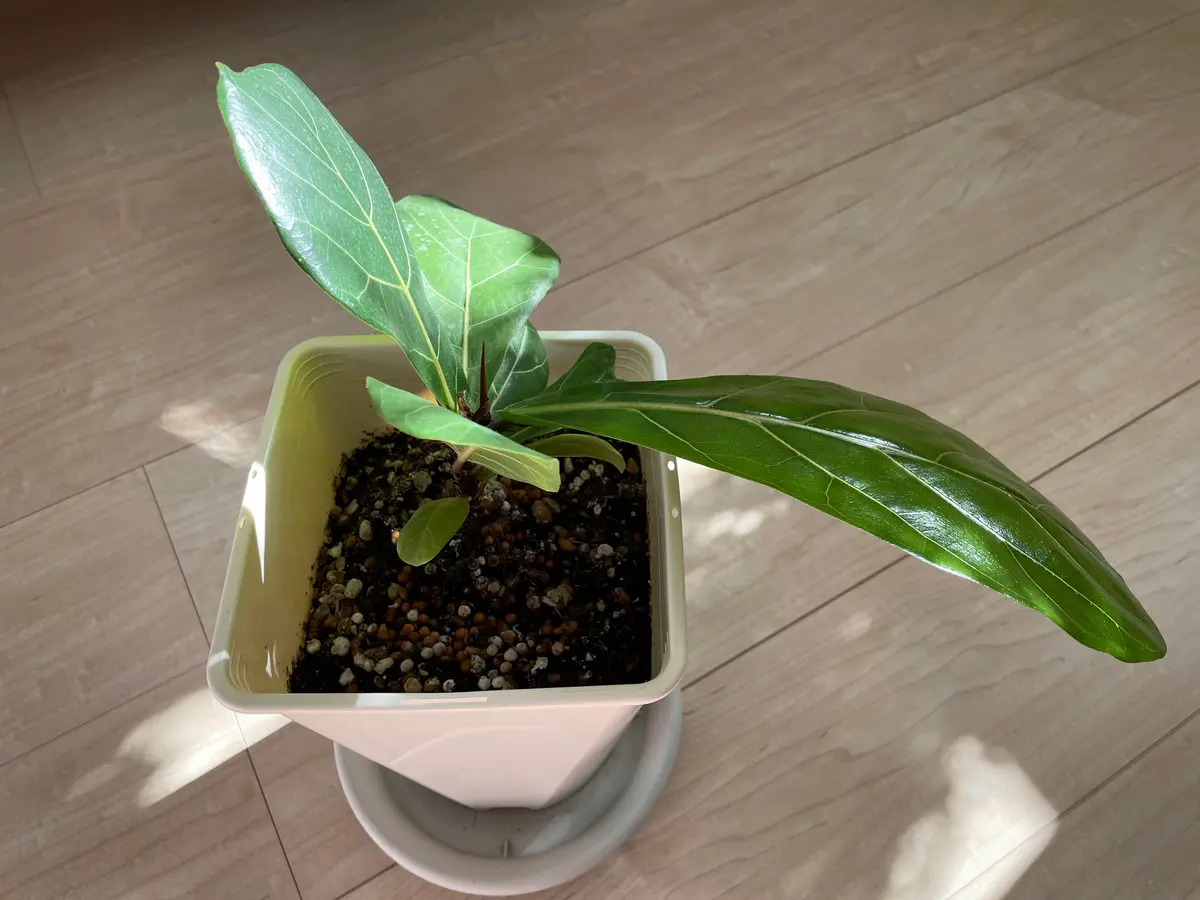 フィカスの葉が一枚だけ巨大になっています。バランスも良くな