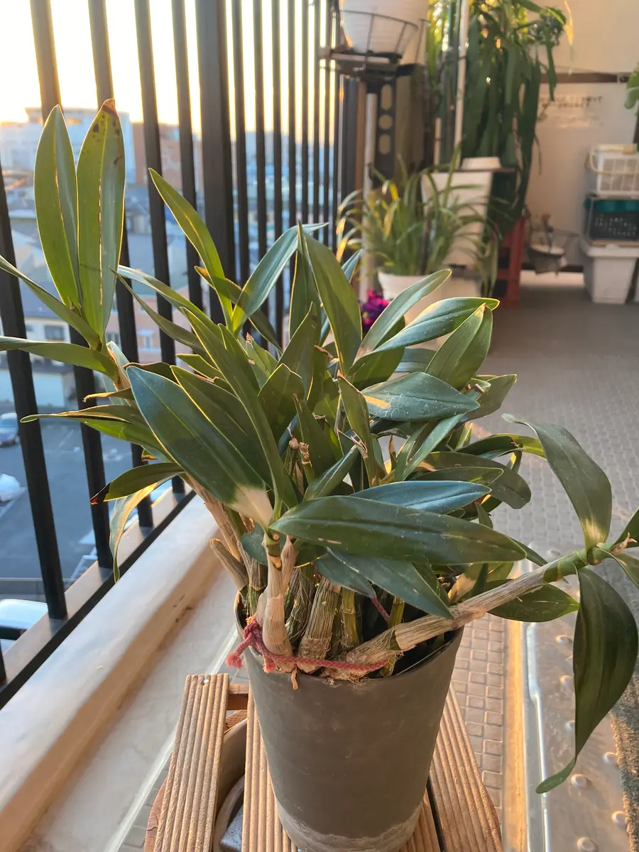 マンション、ベランダに置いてある鉢植えのデンドロニュームは 