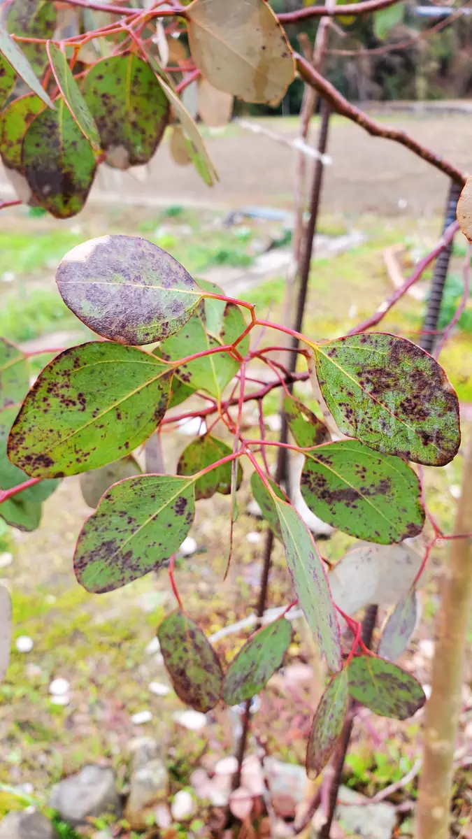 この冬に、ユーカリの葉が 写真のようになってしまいました。｜園芸