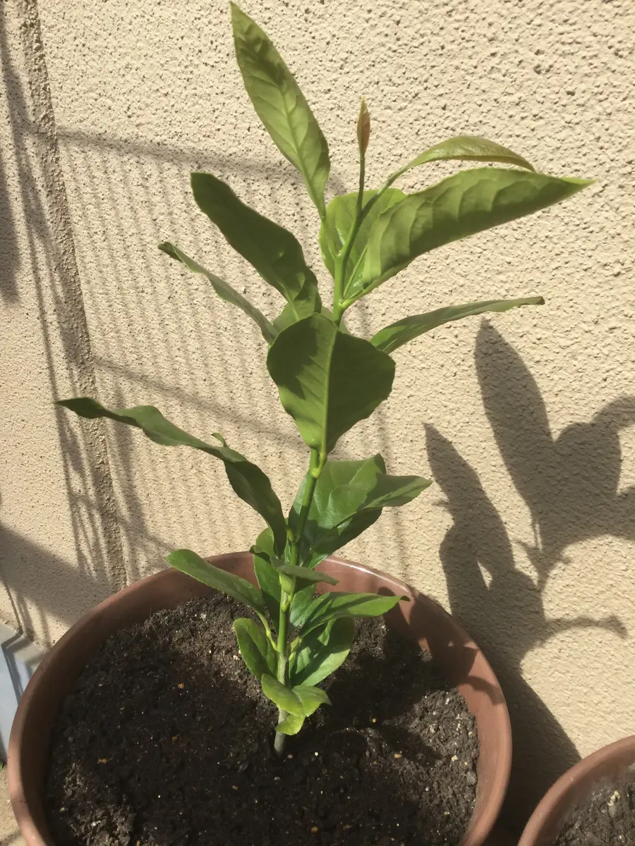 はるか蜜柑苗木♪ レモンの横に♪