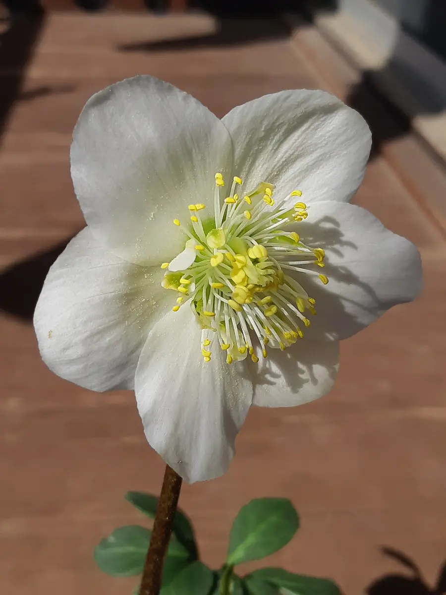 これは、クリスマスローズのニゲルダブルと言えますか？さっき