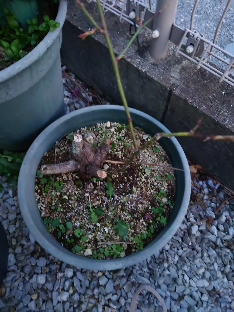 バラ売り不可 これ以上下げません。千葉からライブディオZX 鍵書付 不動車 現状渡し