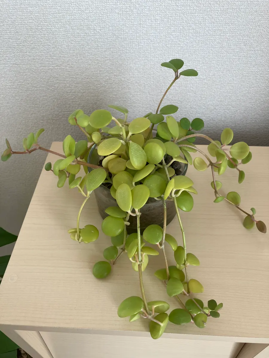 一昨年ぐらいから育てているペペロミアホープなのですが、去年