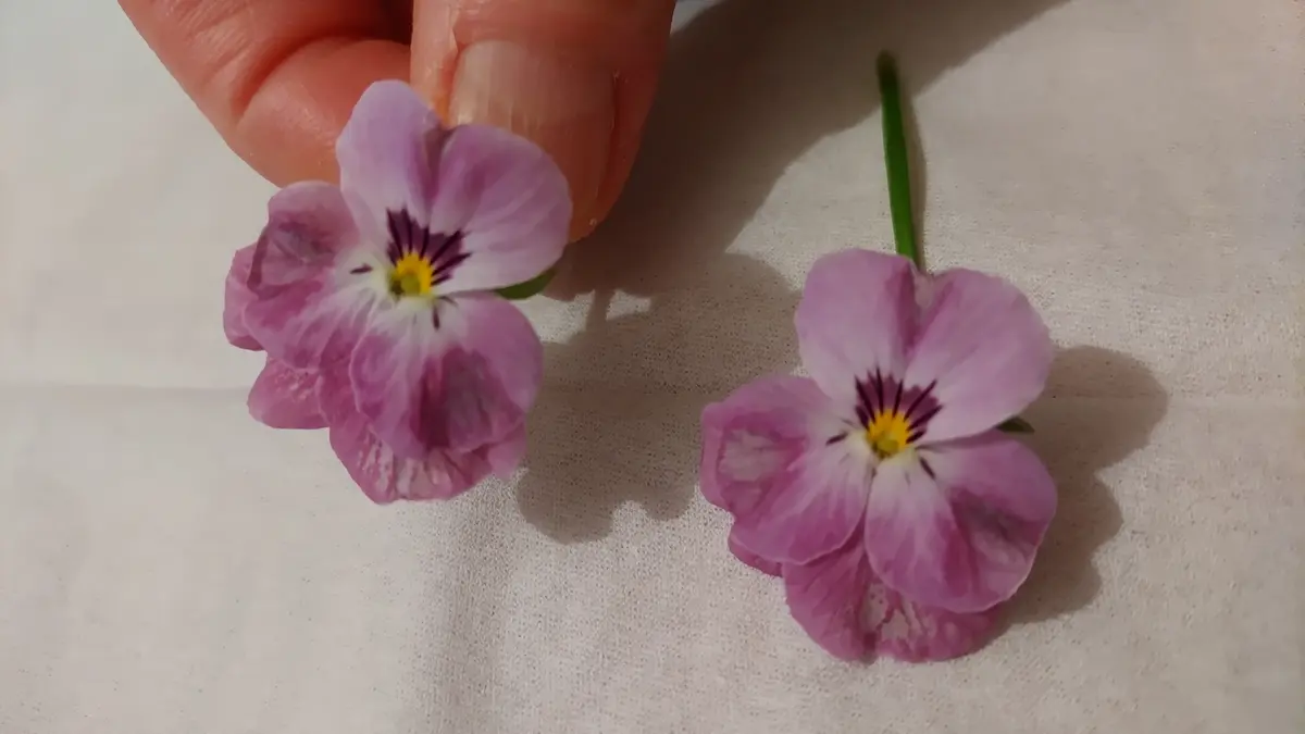 biora様 （これってビオラですね？雑草の様に生えてます。｜園芸相談  