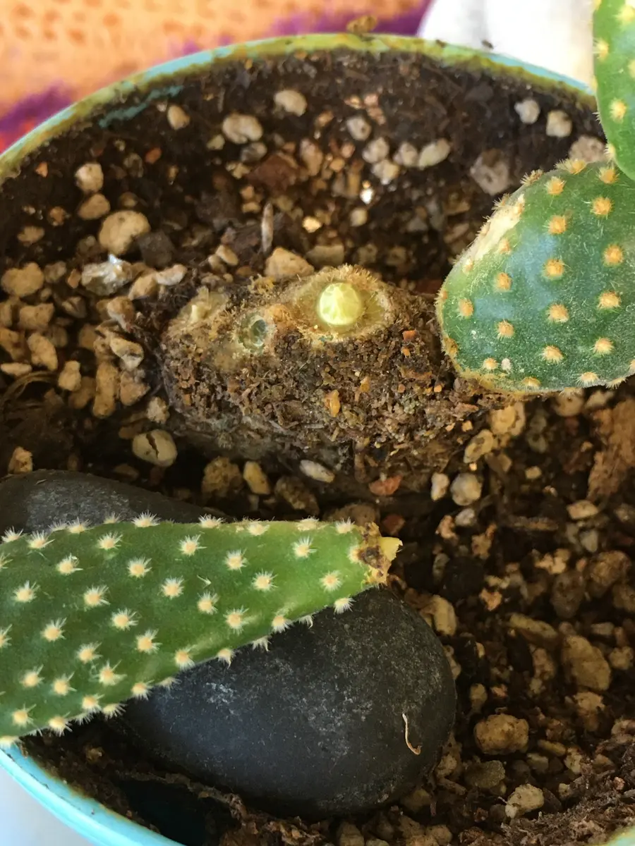 自粛前に購入して、ずっと窓際で育てていたうちわサボテン？で