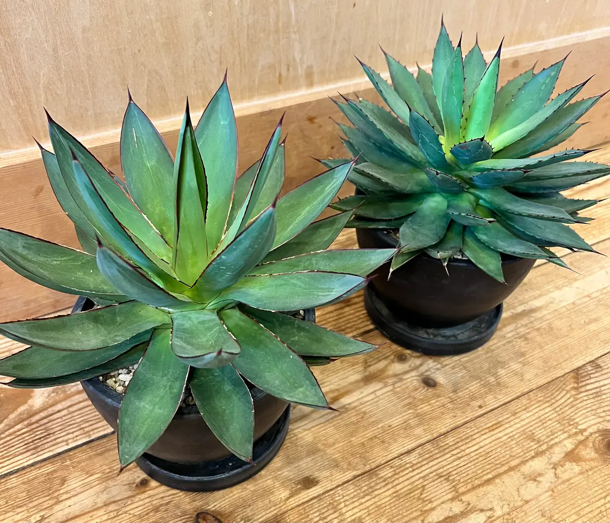 有名な高級ブランド 教えて下さい。この2種類のアガベの名前を忘れてしまいました アガベ
