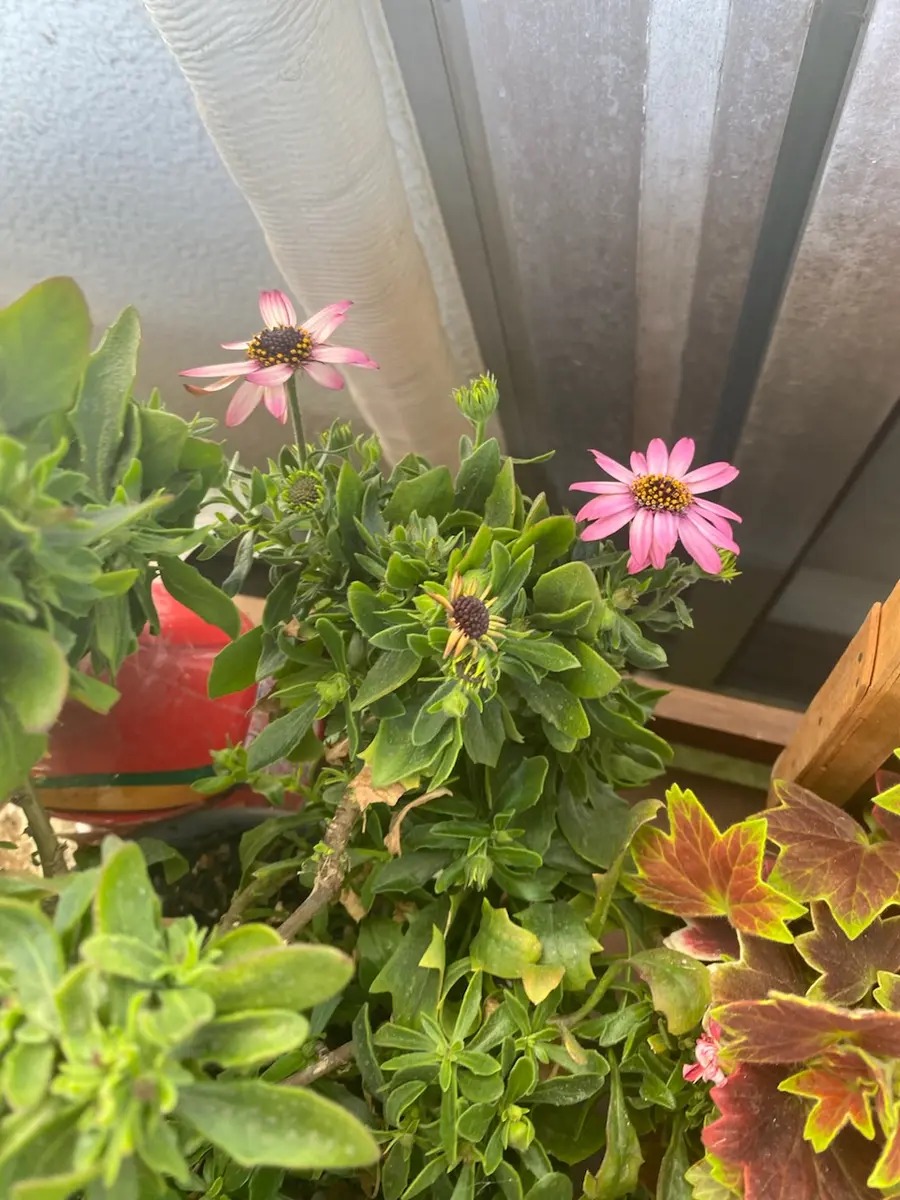 オステオアキラのカジュアルな春寄せ植え オステオアキラのカジュアルな春寄せ植え 【公式通販】