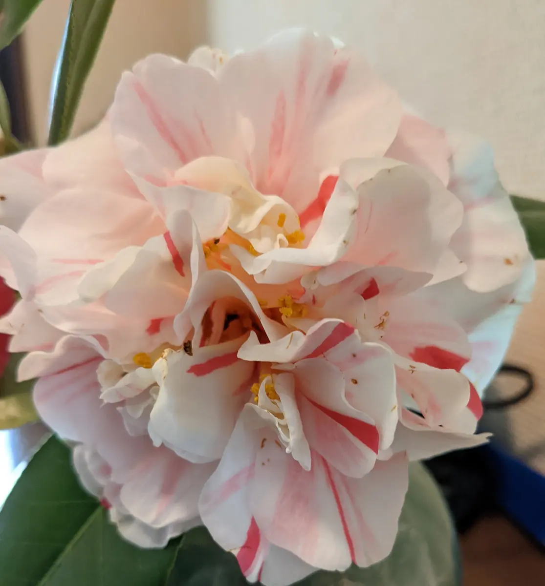 品種を教えて下さい白に赤い線が入った椿と赤い椿が同じ枝に咲