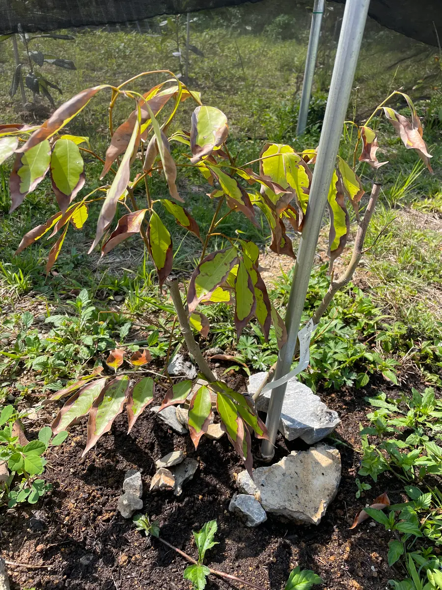 枯れ葉のランプ ライチを去年植えて一年目です。冬に傷んでしまい、葉が枯れ落