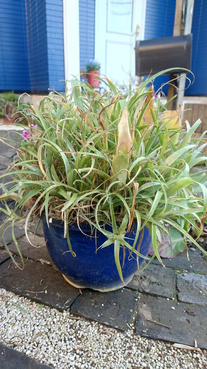 こちらには初めて投稿させていただきます、ヨウラクツツアナナ