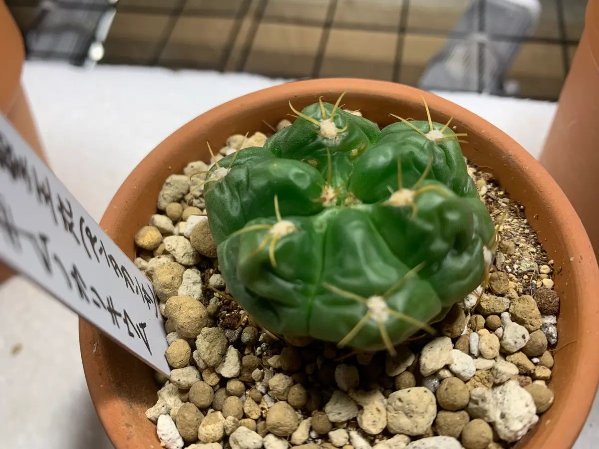 皆さま、アドバイスを、お願い致します。無事サボテンの冬越｜園芸