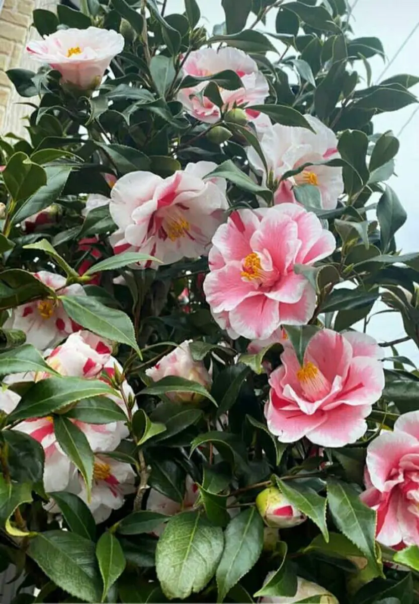 椿 に 似 た 花
