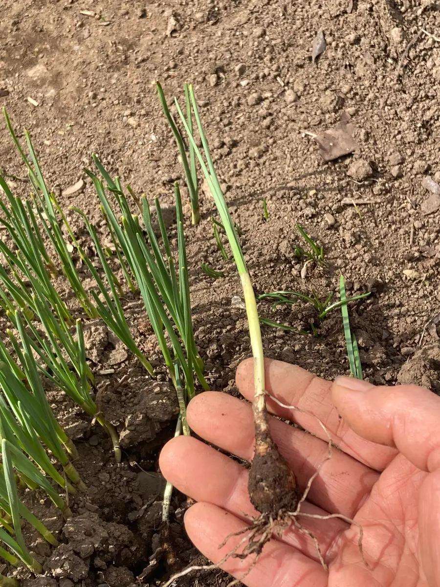 この球根植物はなんでしょうか？ ノビルというものでしょうか｜園芸