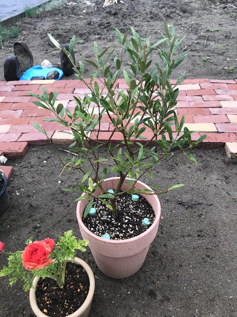宮城県仙台市泉区在住です。今まで鉢植えにしていたオリーブを3