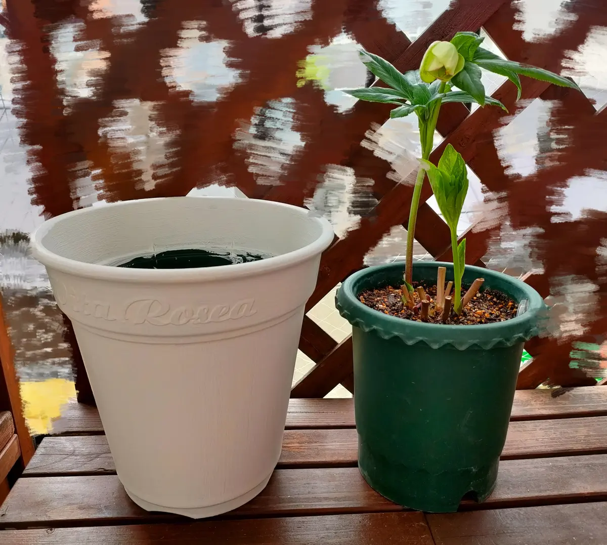 質問失礼します。クリスマスローズの植え替えについて教えてく