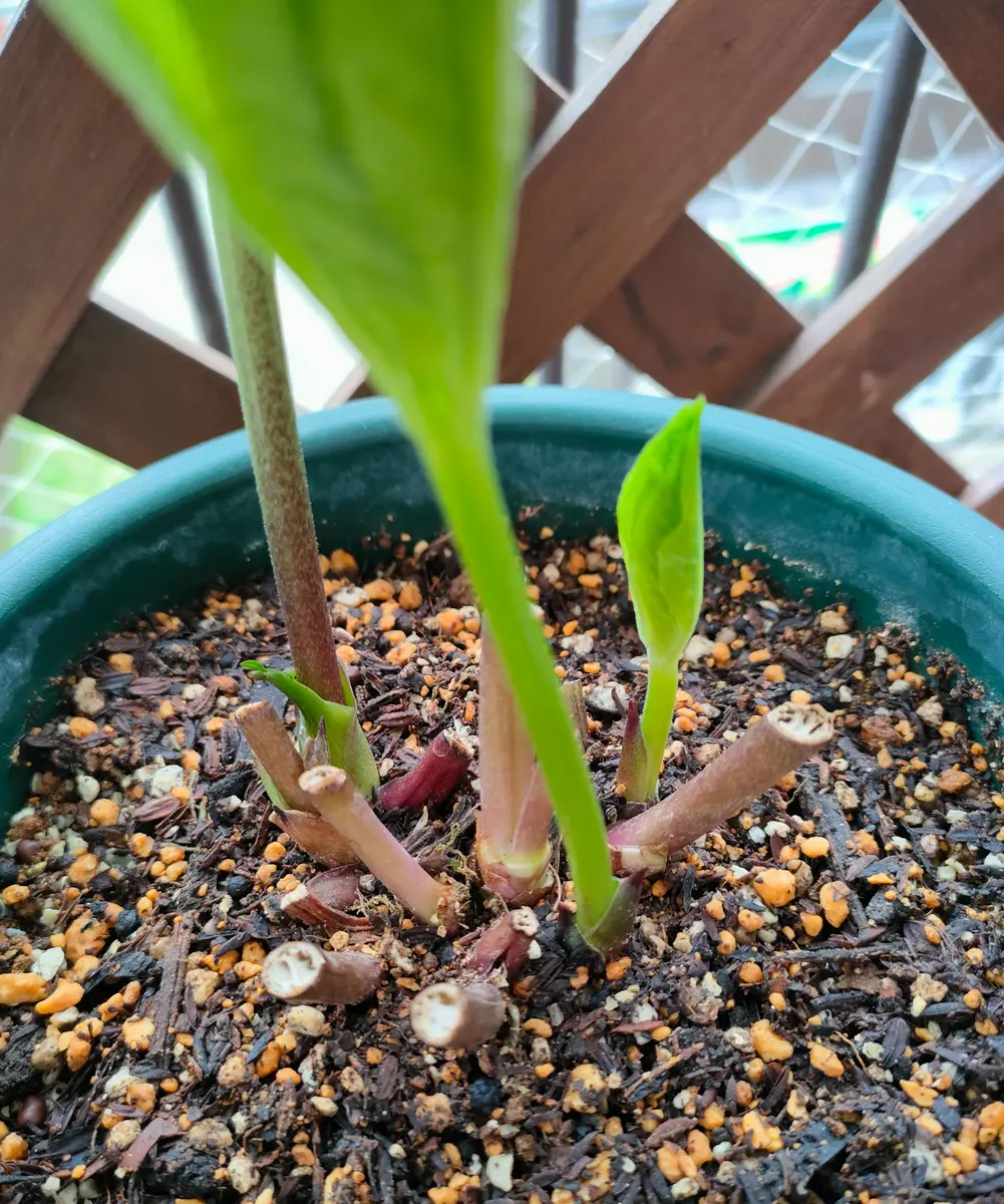 質問失礼します。クリスマスローズの植え替えについて教えてく