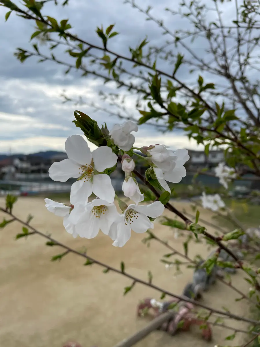 桜、だと思うのですが‥花は真っ白です。自然に生えて何年も咲｜園芸