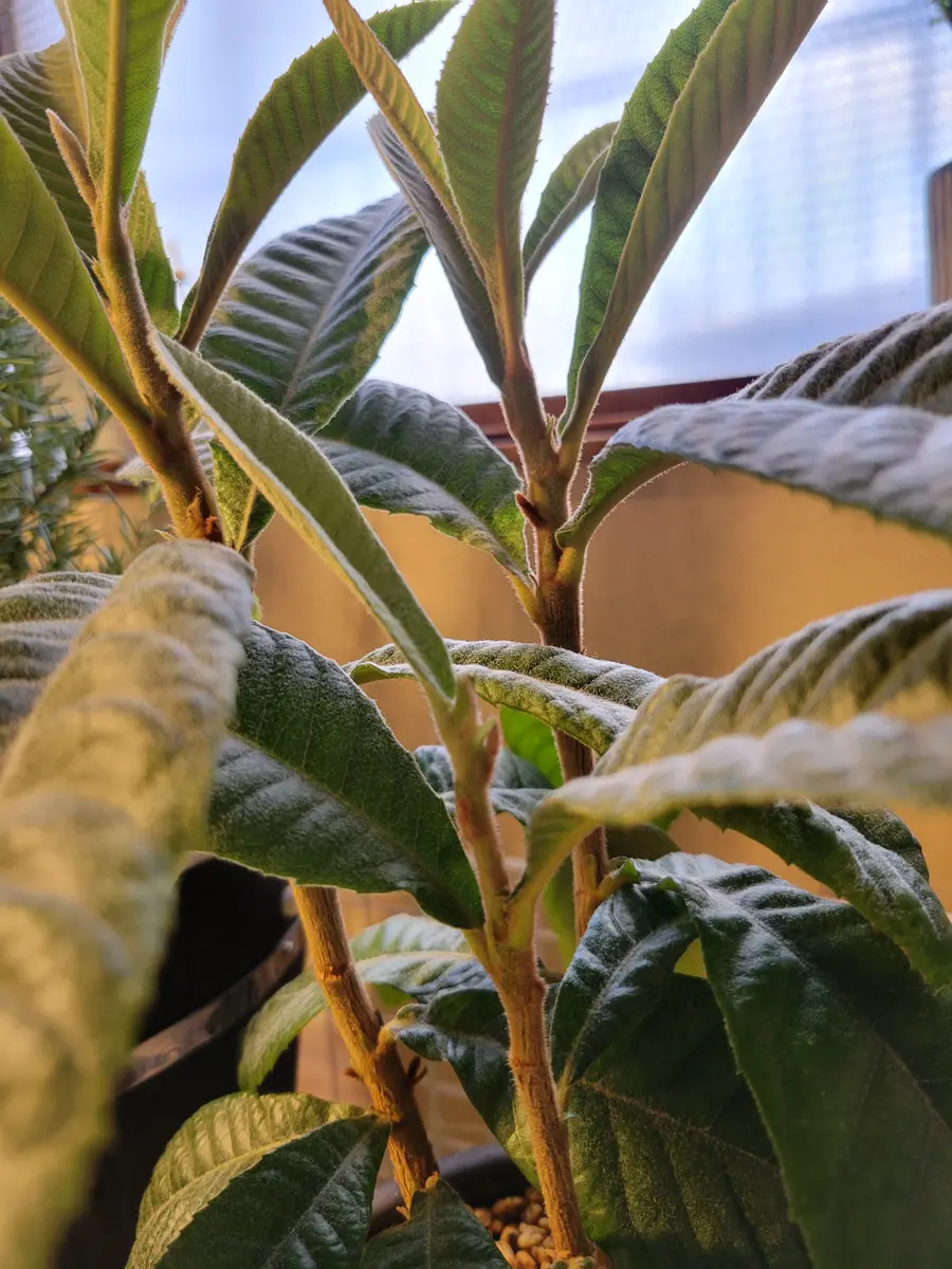 種から育てて2年目の茂木びわです。ひとつの種から3本も発芽し