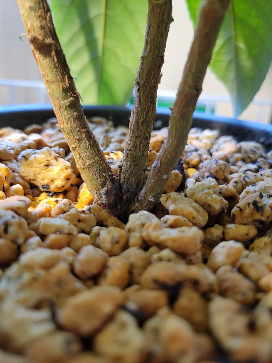 種から育てて2年目の茂木びわです。ひとつの種から3本も発芽し