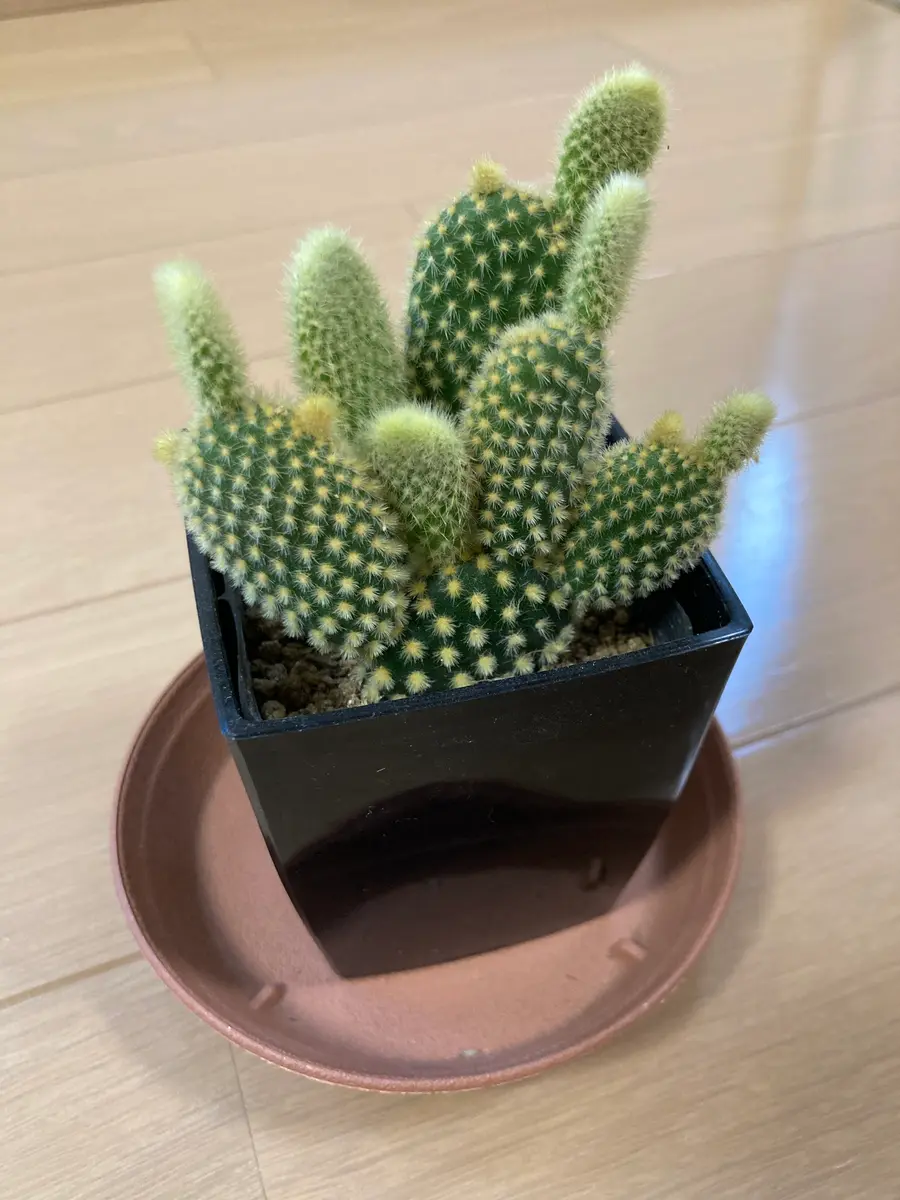 バニーカクタスの水やりについて教えて頂きたいです。植物を｜園芸