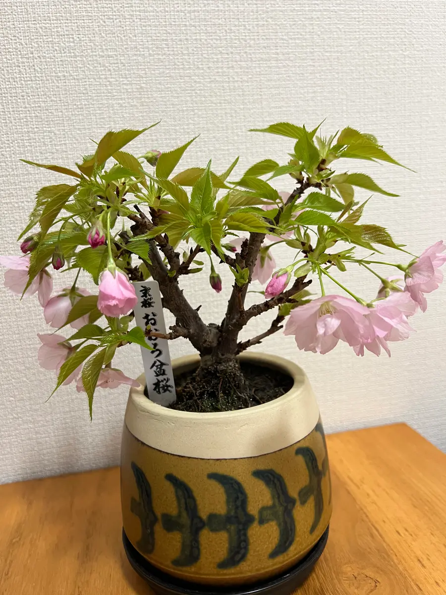 こちらの桜盆栽、2回目の開花なのですが、昨年と比べて極端に花