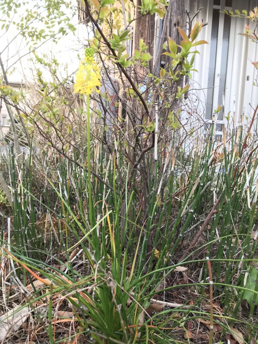 【破格値下げ】 花の名前を教えてください。丈は30cmくらい。小さな花が密集 エプロン