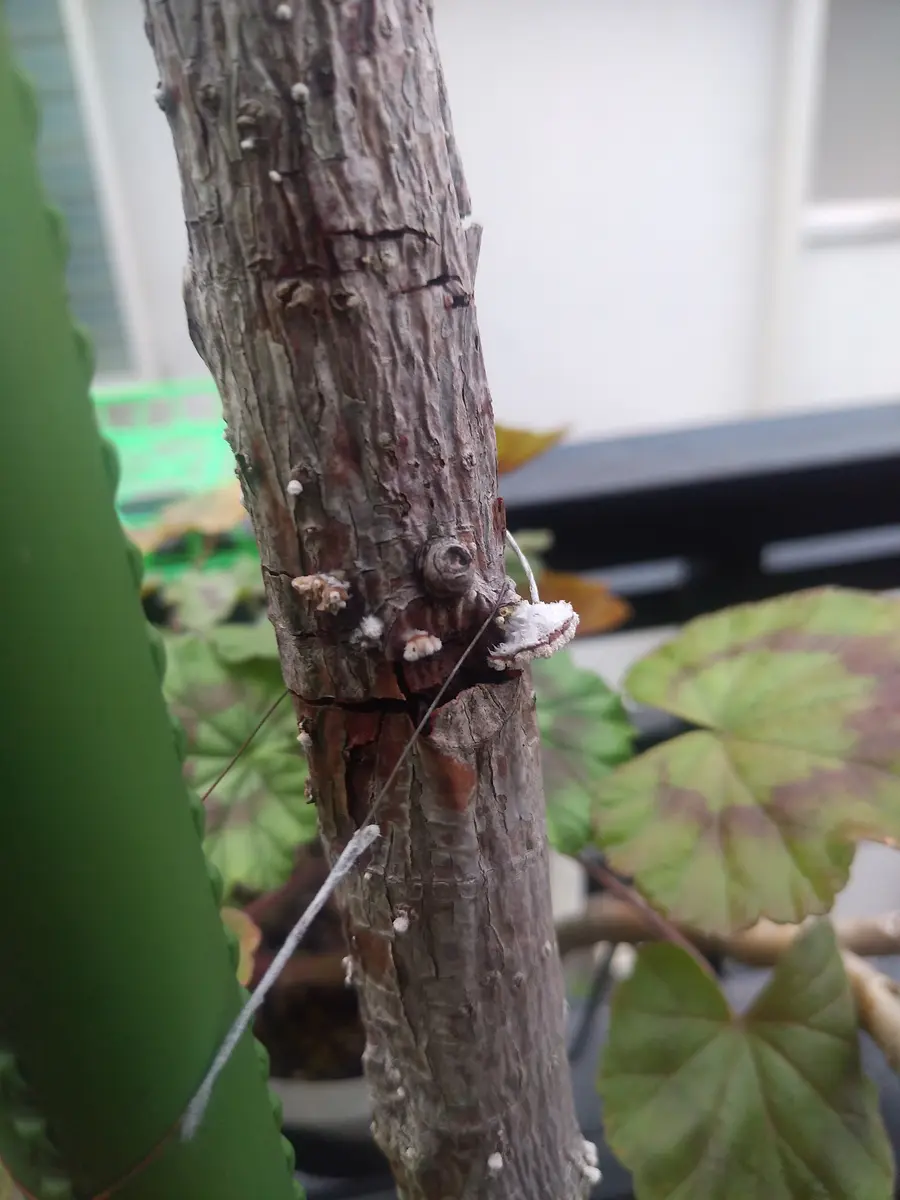 ゴム の 木 寒さ