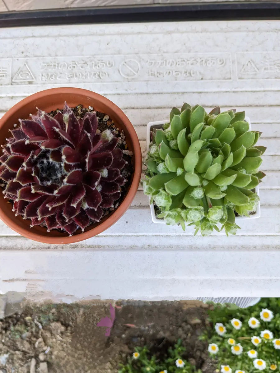 ♥️01 札落ち エケベリアsp／多肉植物 ♥️01 札落ち エケベリアsp／多肉植物 | その他多肉植物
