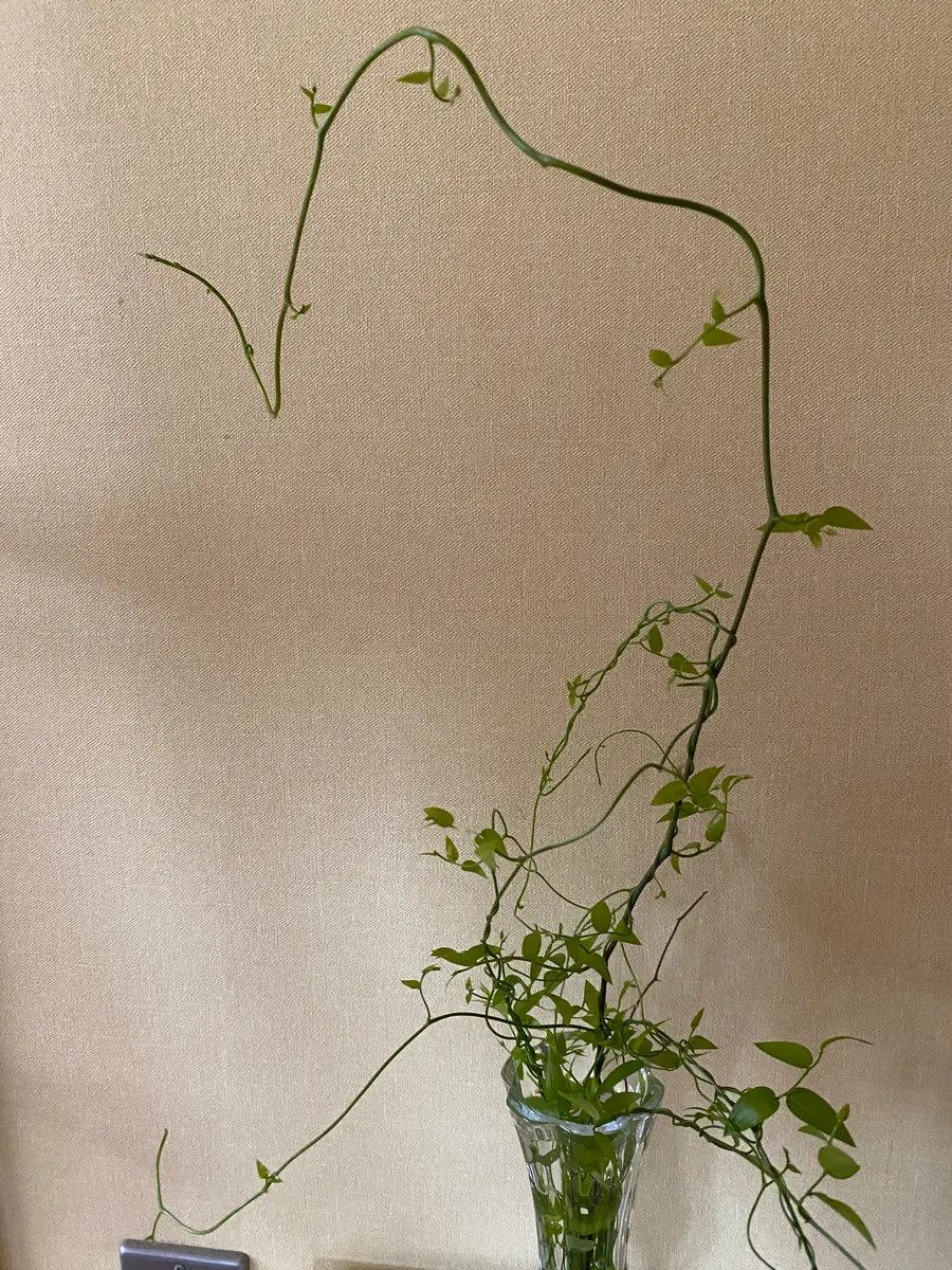 この蔓植物はなんでしょうか？以前買った寄せ植えの中に入って