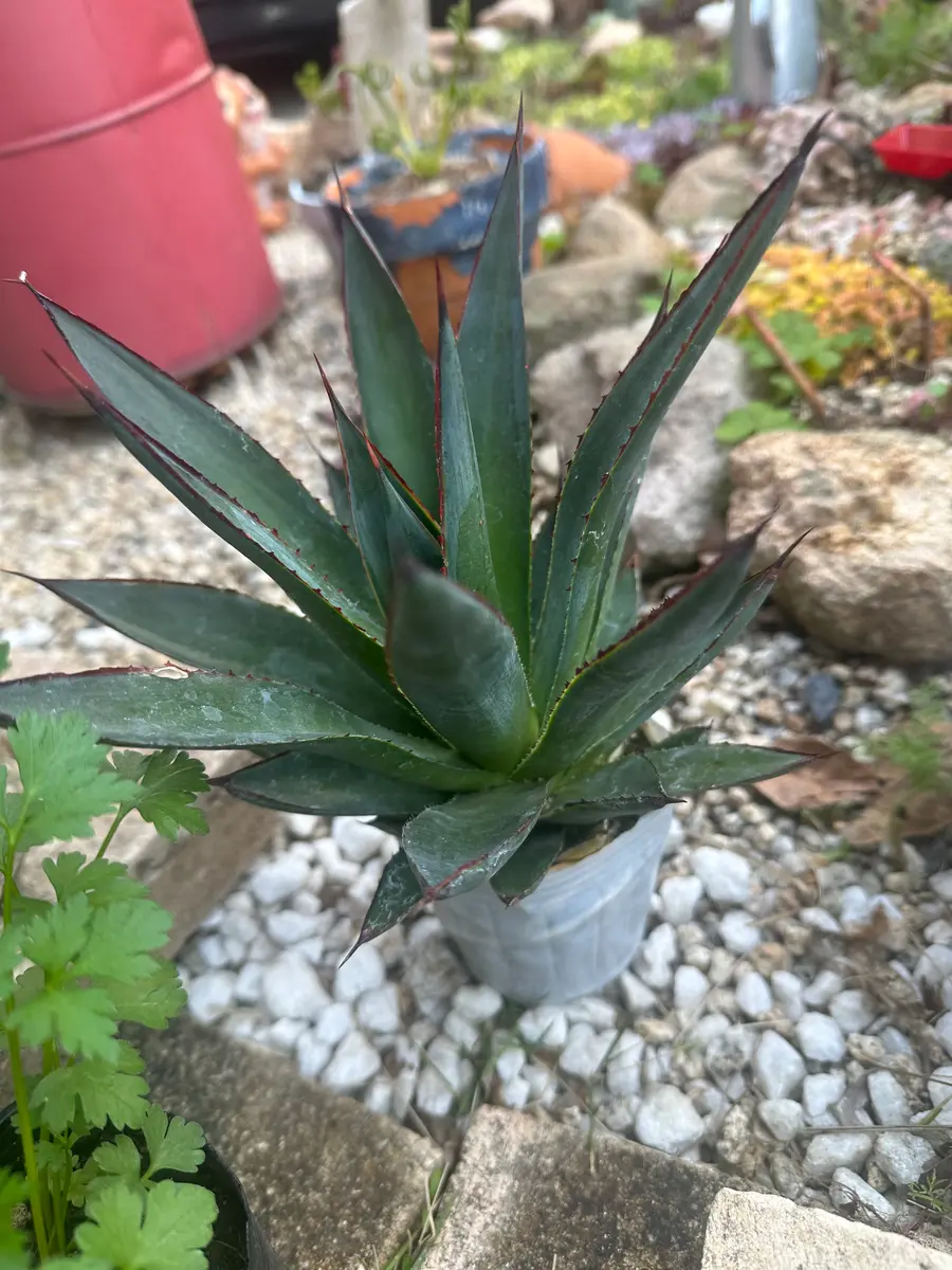 名無しのアガベと観葉植物売り場に売られていた色の綺麗な画像