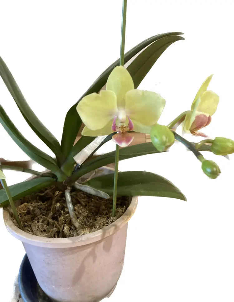 胡蝶蘭だと思うのですが、珍しい色なので、もう少し詳しい品種 胡蝶蘭だと思うのですが、珍しい色なので、もう少し詳しい品種