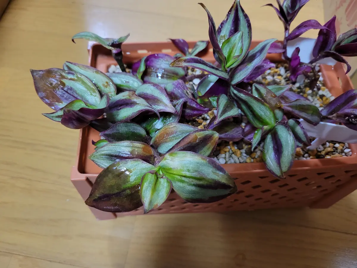 セブリナ✿シマムラサキツユクサ シマムラサキツユクサ？ゼブリナ？の様子がおかしいので、何が