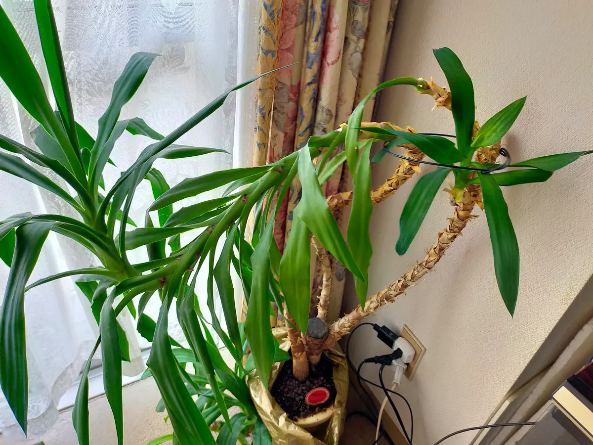 青年の木を部屋の鉢植えに植えています。幹が細く曲がって育っ