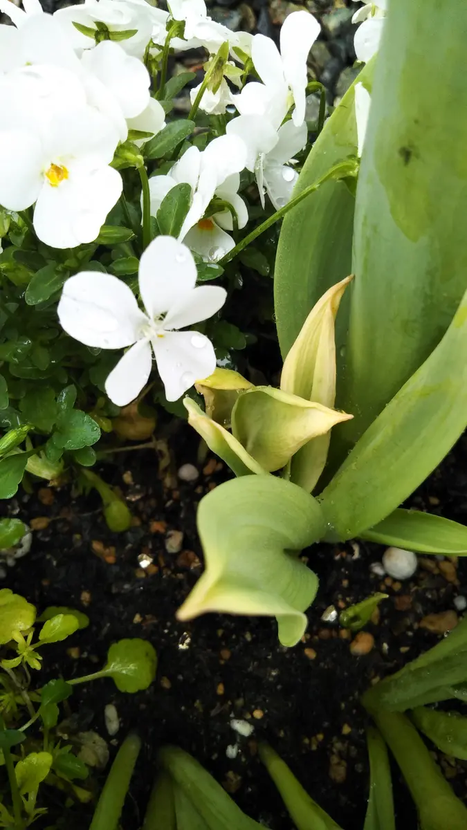 ビオラとチューリップの寄植えについて教えてください。ビオ｜園芸