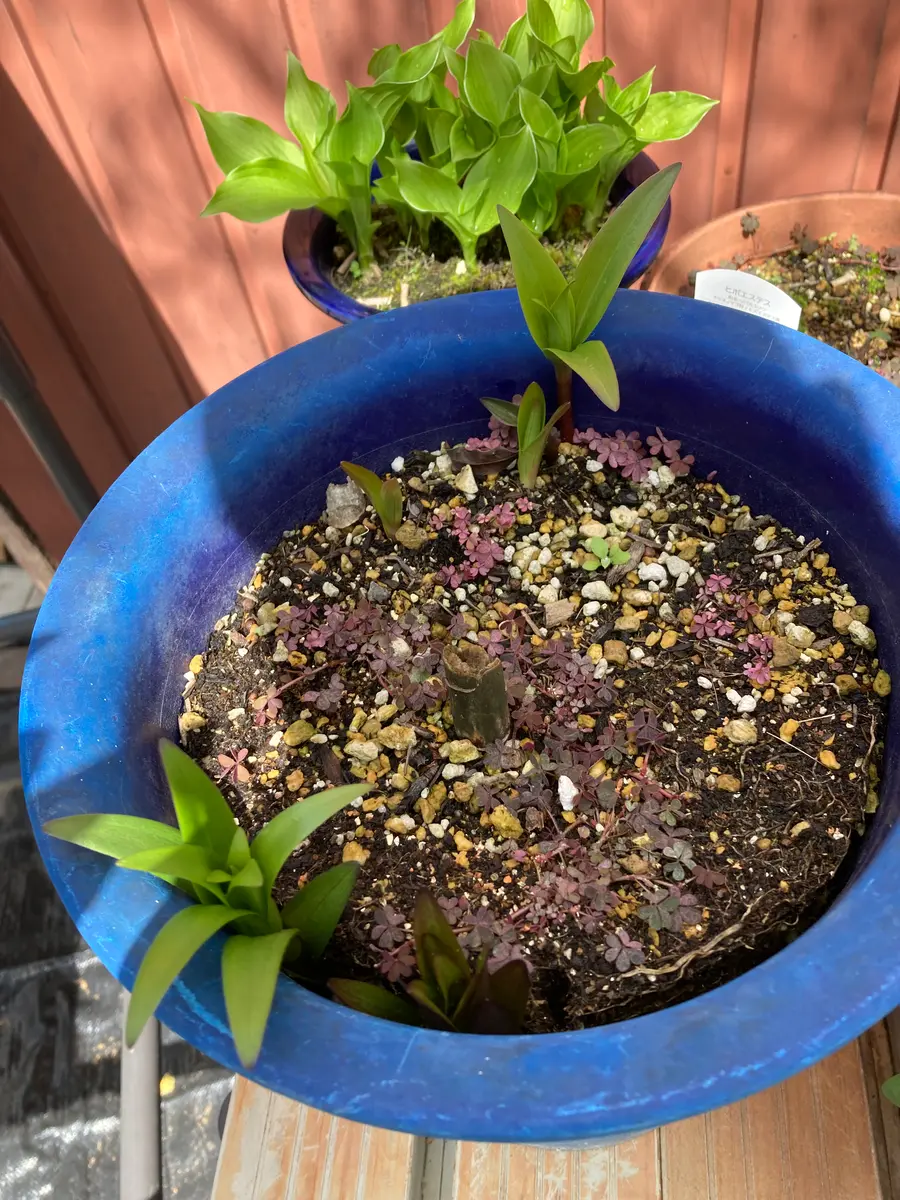 カサブランカの鉢植えについて昨年球根から植えて、夏に花が咲