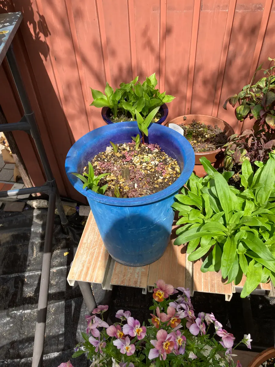 カサブランカの鉢植えについて昨年球根から植えて、夏に花が咲