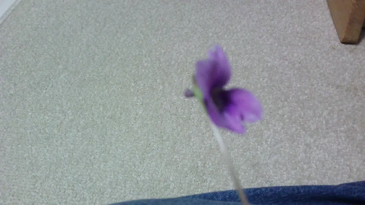花の色は紫色で、花の直径は1㎝くらいです。令和5年4月8日に採