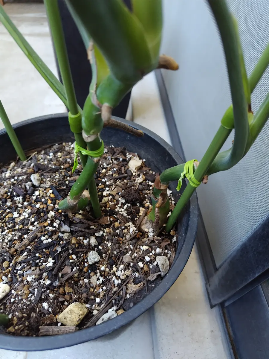 モンステラなのですが、一緒に植えられている2株の内片方が3月