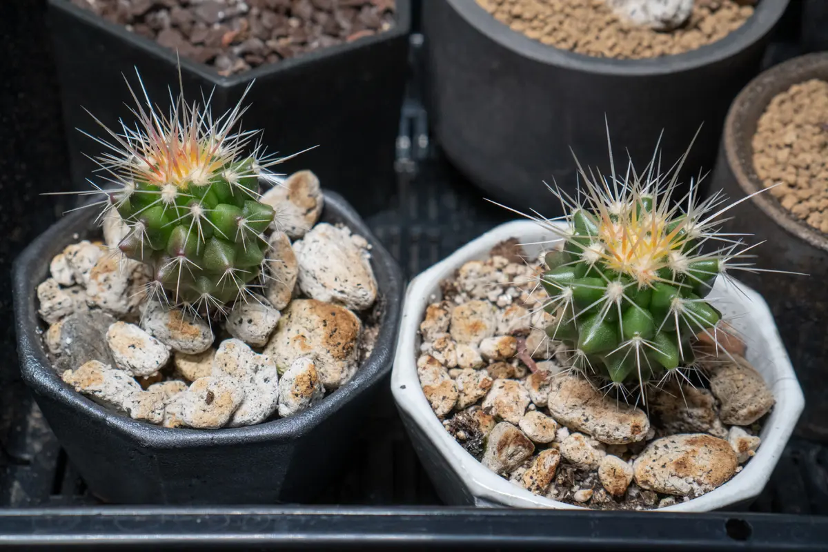 種ガチャでお迎えした写真の2種のサボテンの名前が知りたいです