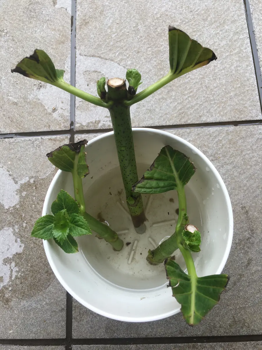 紫陽花 挿し木 水栽培
