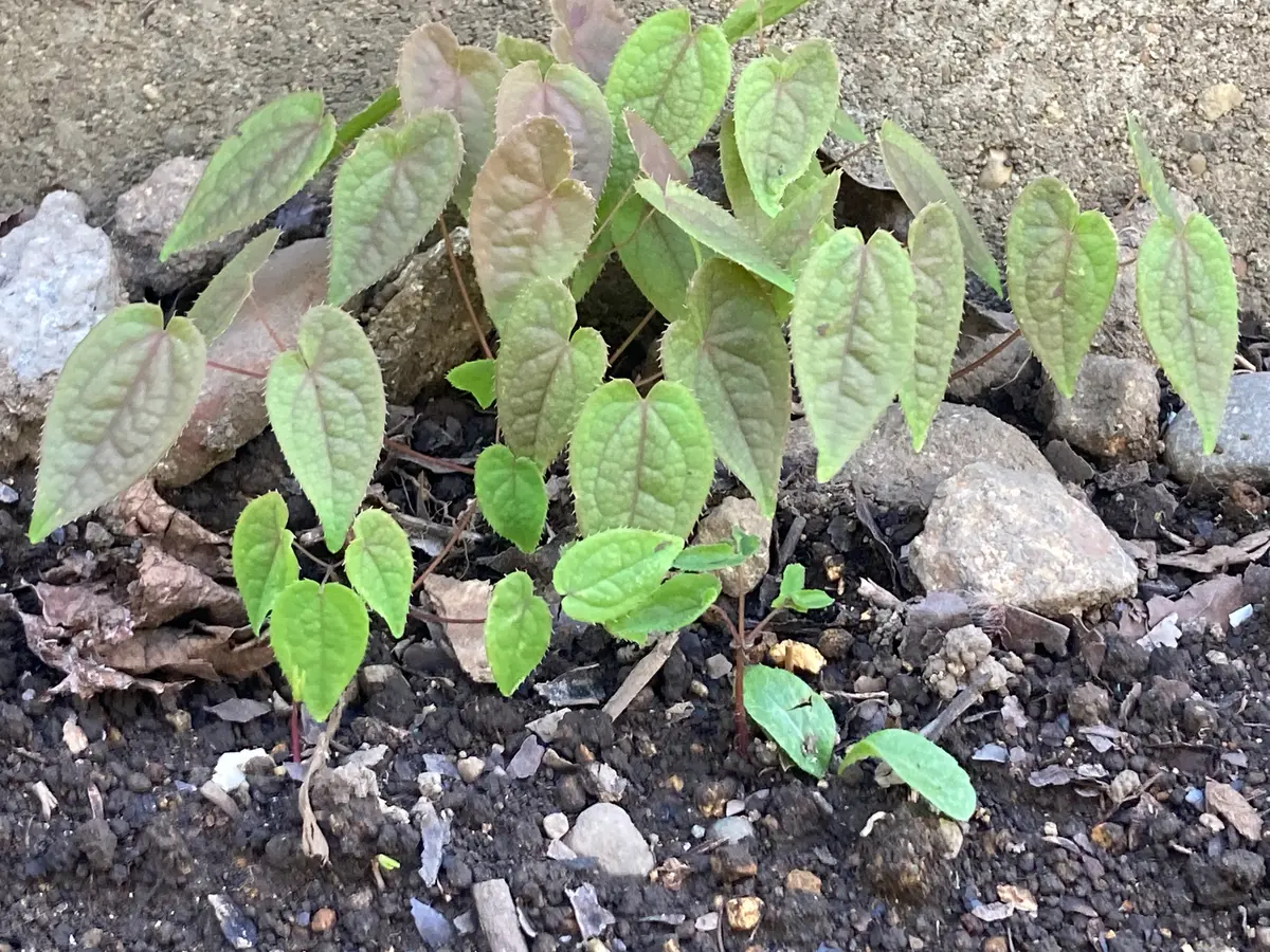 いつもお世話になっています。庭に生えてきた謎の草、何の植物 