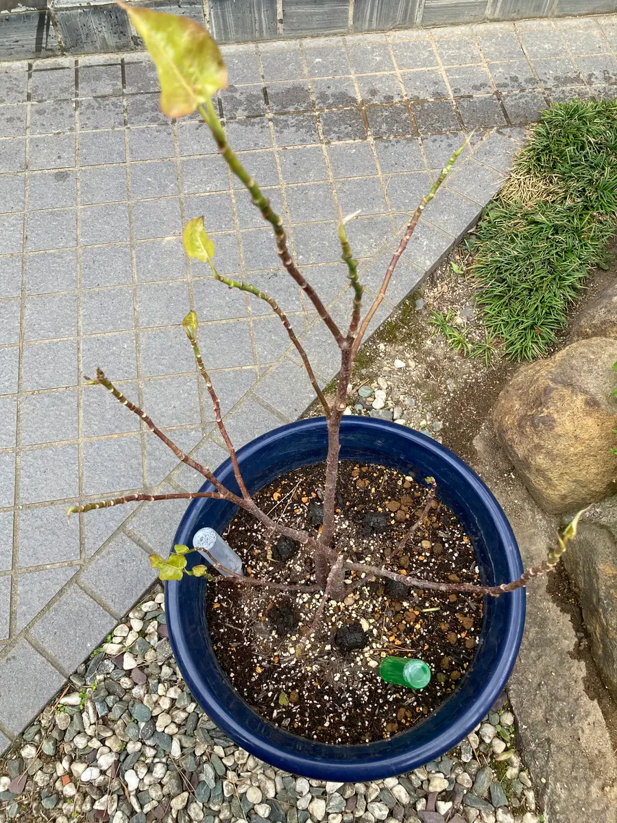 インド菩提樹（インドボダイジュ） 6年目鉢植え（約180㎝）