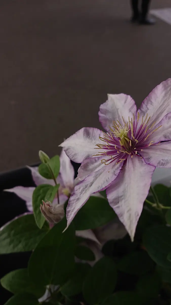 クレマチスをいただいたのですが品種や系統が不明です！剪定方