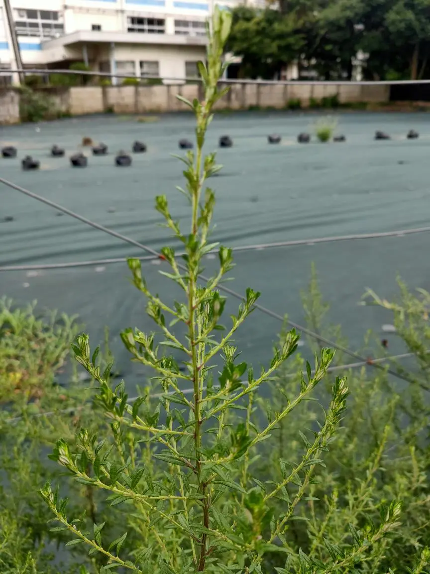 ヨモギ に 似 た 雑草