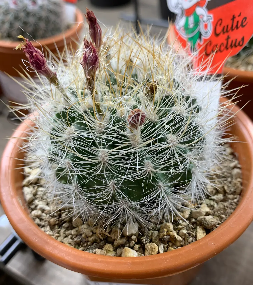 皆さま、またサボテンの名前を教えて下さい。ホームセンター｜園芸