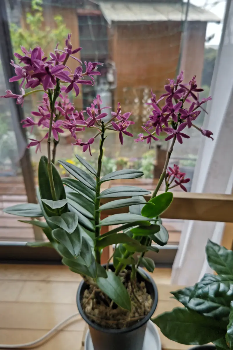 エピデンドラム ナカハラエ吊り鉢 生花 2週間前にエピデンドラムを買いましたプラスチックの植木鉢で｜園芸