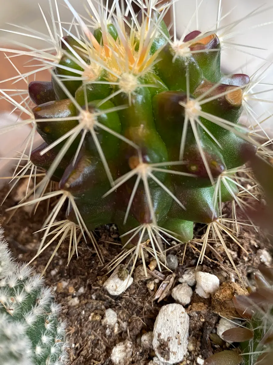 強黒棘　サボテン　ラベル紛失　2本 強黒棘 サボテン ラベル紛失 2本