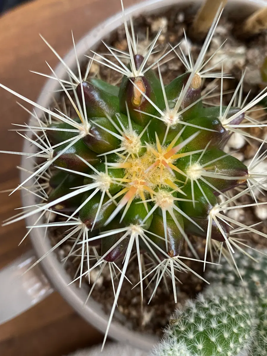 昨年、100均一で購入したサボテンのトゲの付近が黒っぽくなって