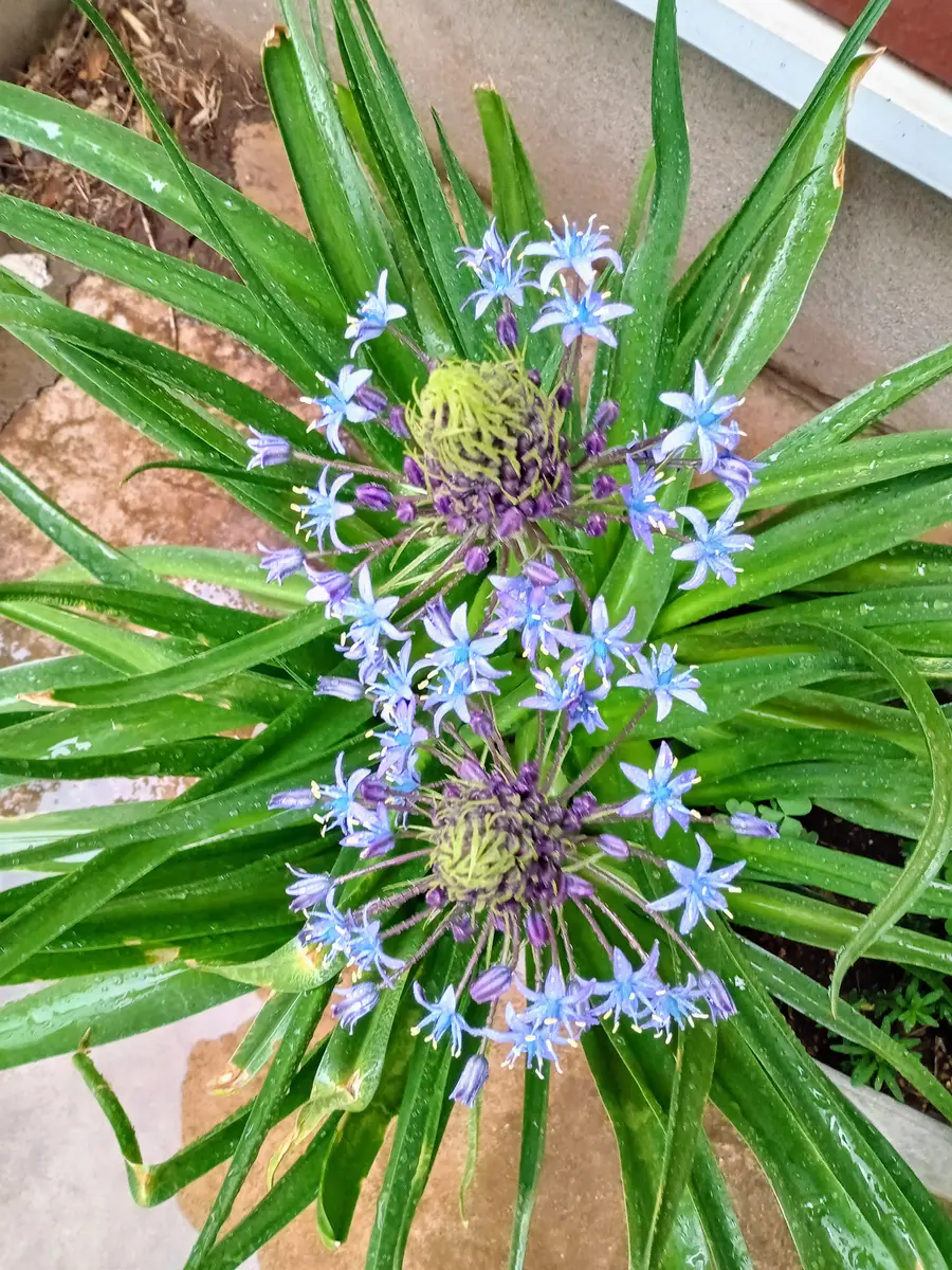 シラーペルビアナ （オオツルボ） 球根 リクエスト承ります